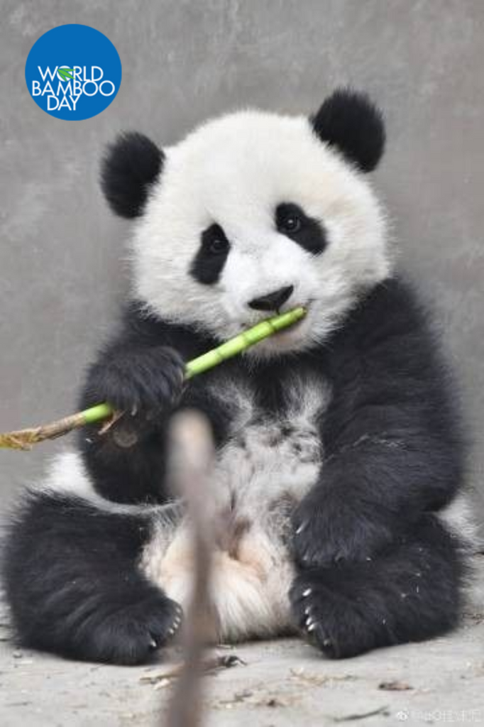 World Bamboo Day 2021 - Spread The Word to Plant Bamboo
